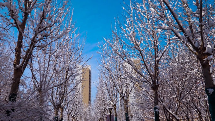 公园雪后挂枝头