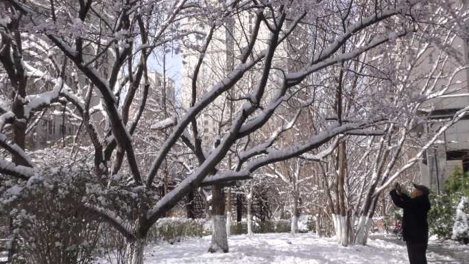 小区雪景小孩子玩雪春天风景挑花春季初春