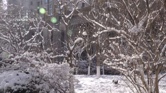城市小区雪景春雪挑花积雪雪中树木雪中树枝