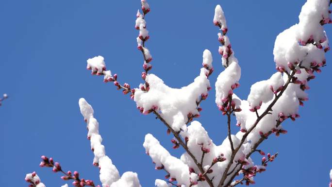 雪中梅 雪 下雪 冬日梅花