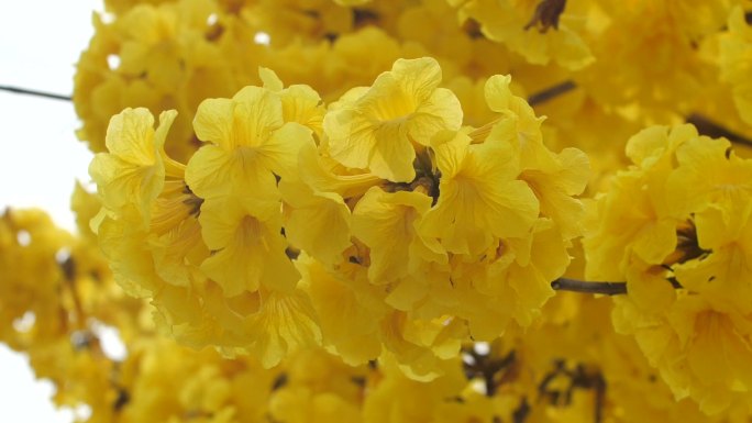 黄花风铃木黄花风铃树