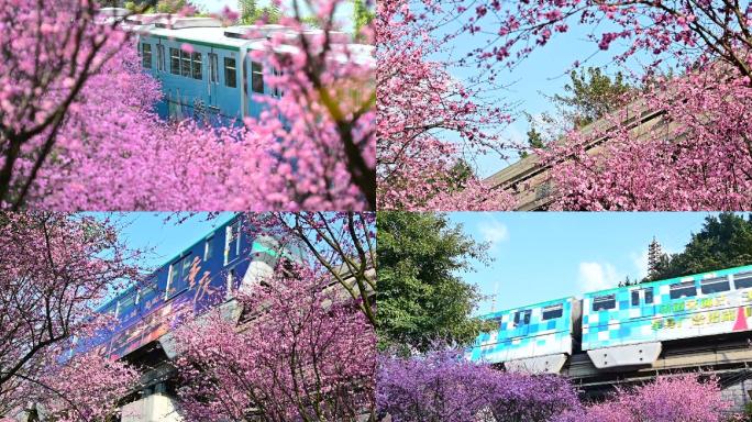 重庆春天轨道地铁梅花花海