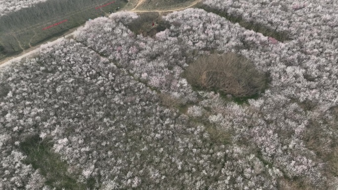 明秦王墓桃花花海航拍西安旅游十里桃花素材