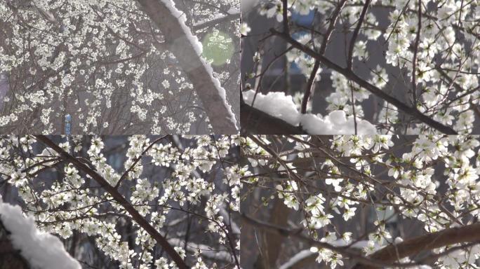 雪景挑花春色满园春回大地桃林春风雪中挑花