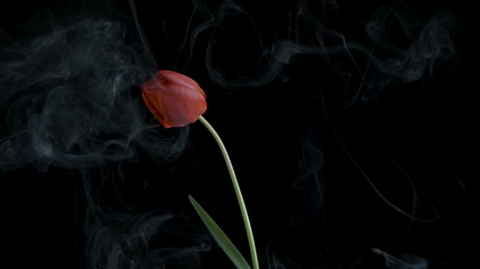 烟雾中盛开的花朵