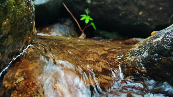 水清澈见底大自然原始森林小溪流水