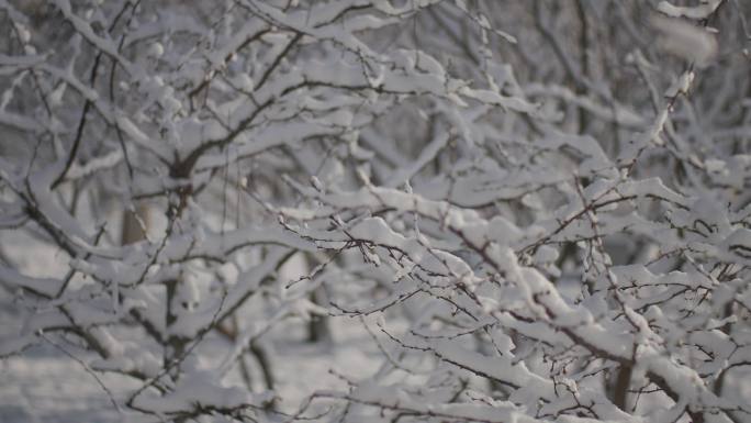 春雪、雪挂、雪松