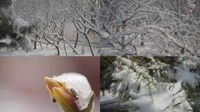 春雪、雪挂、雪松