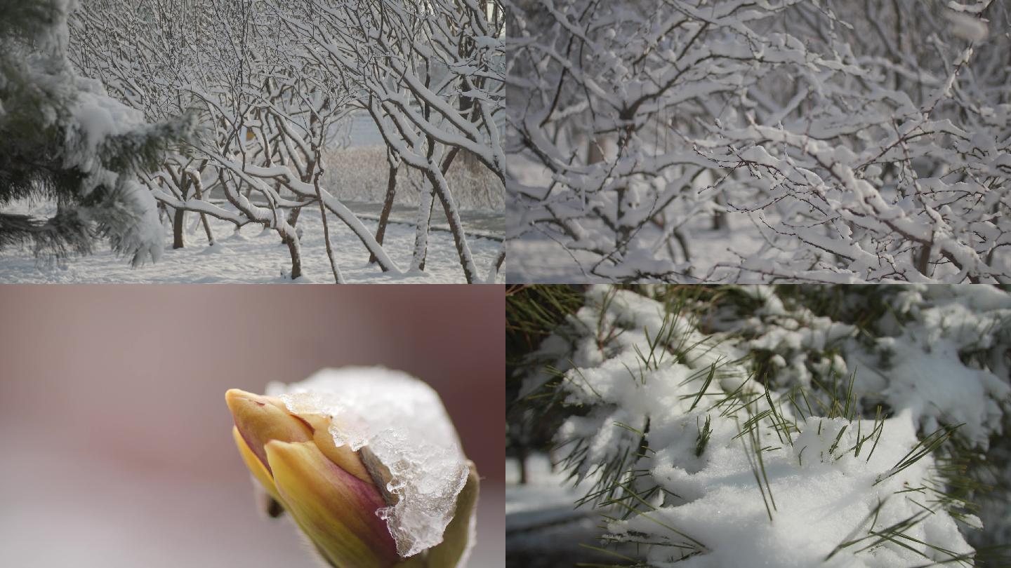 春雪、雪挂、雪松