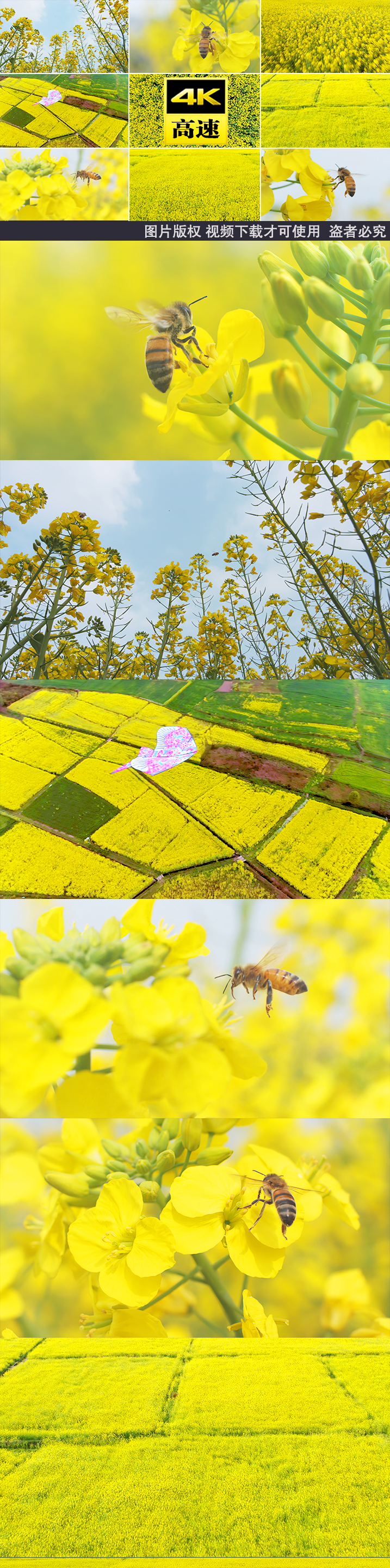 菜花油菜花蜜蜂蜜蜂蜜蜂菜花昆虫野油蜂蜜蜂