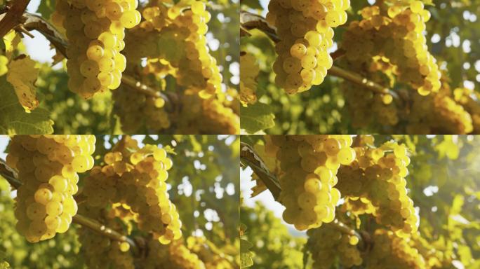 葡萄藤上黄色葡萄的慢镜头