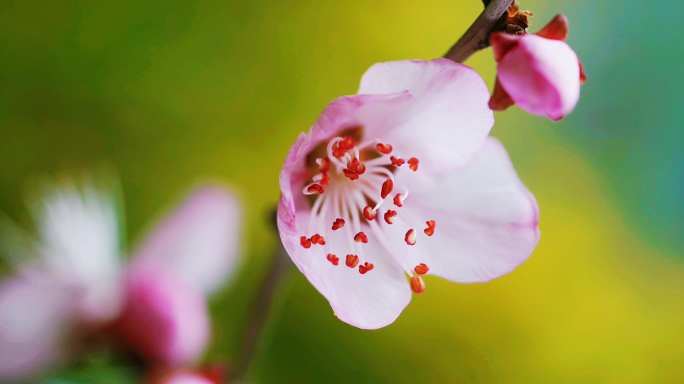 【4K原创】春天唯美花开延时精品合集