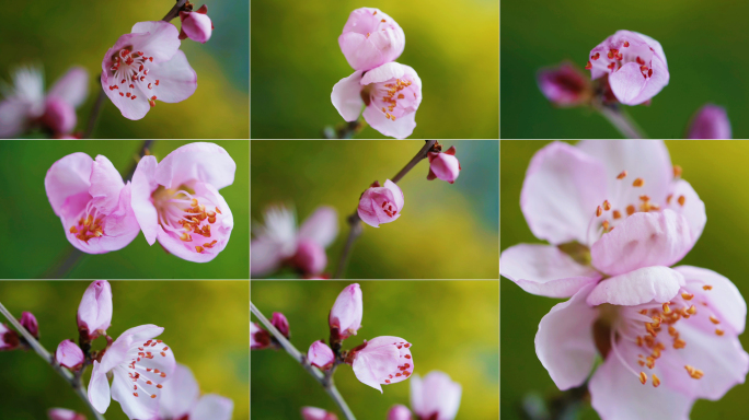 【4K原创】春天唯美花开延时精品合集