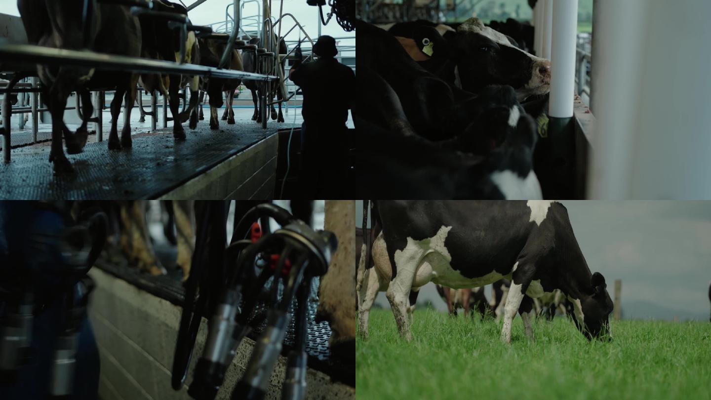 散养奶牛养殖