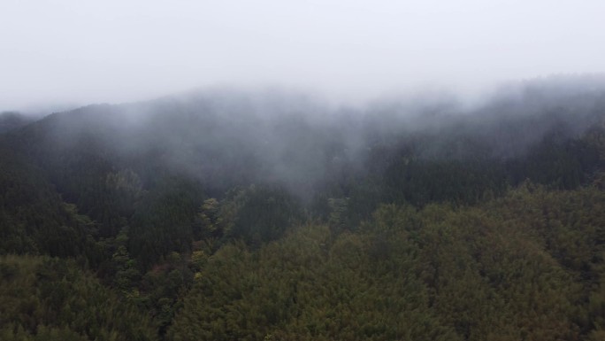 山间云雾缭绕原始森林毛竹种植基地