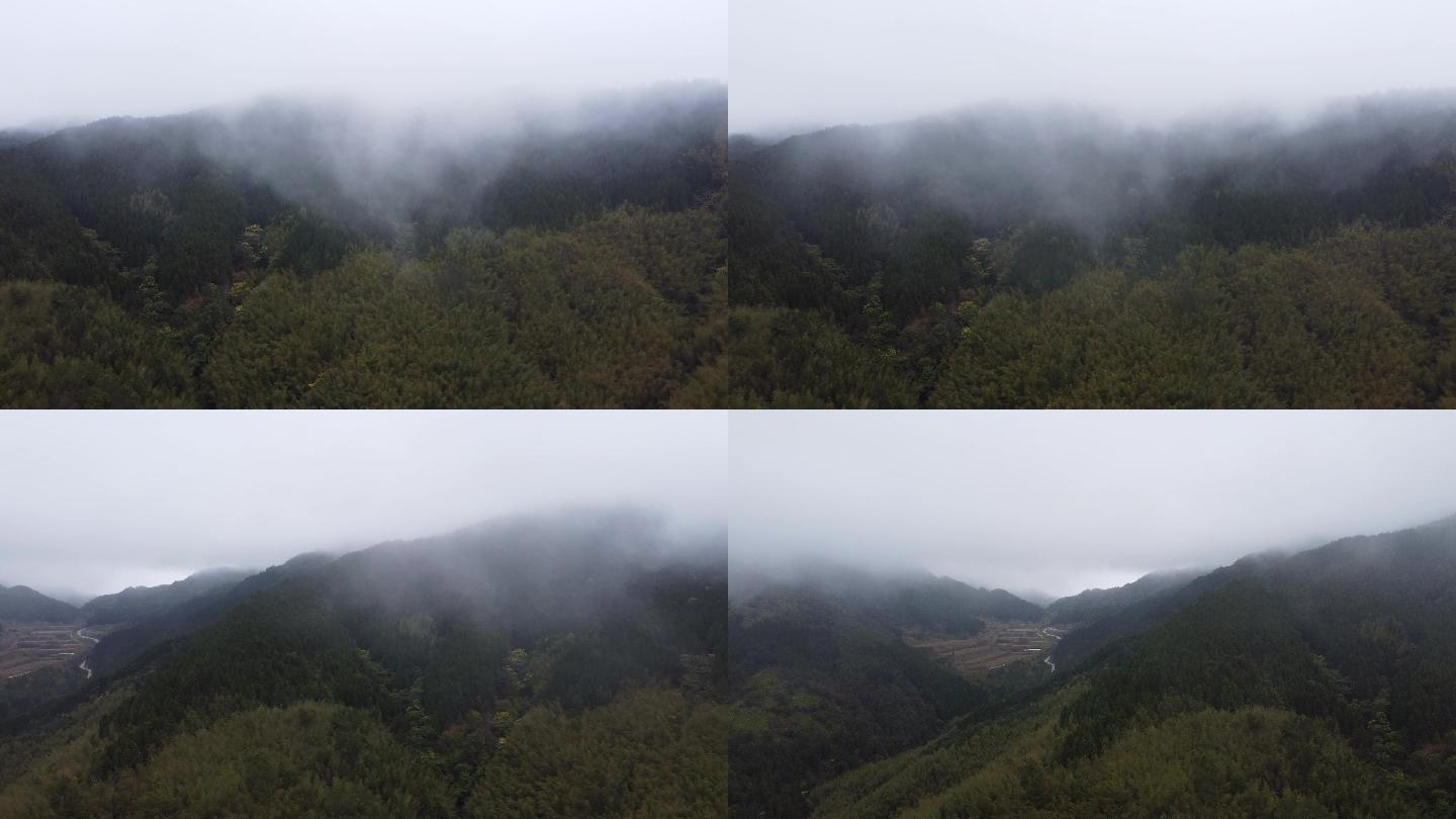 山间云雾缭绕原始森林毛竹种植基地