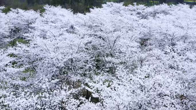 良渚大屋顶樱花林航拍杭州樱花