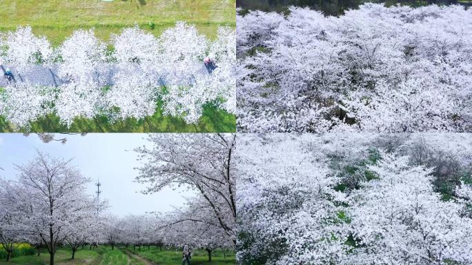 良渚大屋顶樱花林航拍杭州樱花