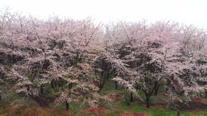 平坝万亩樱花园航拍素材