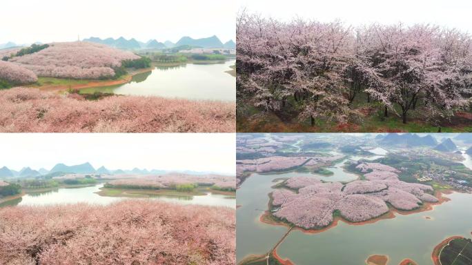 平坝万亩樱花园航拍素材