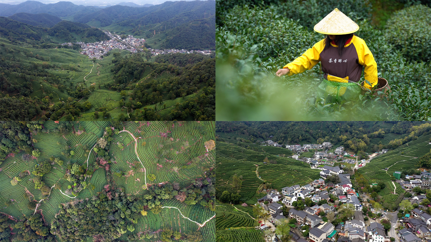 西湖龙井春茶采茶