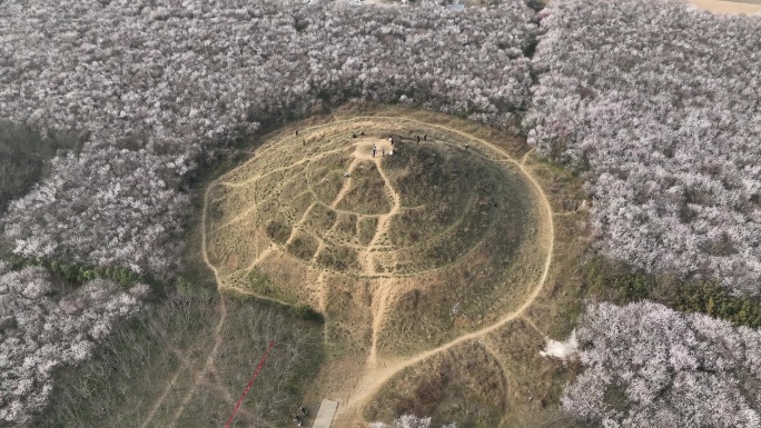 明秦王墓桃花花海航拍西安旅游十里桃花素材