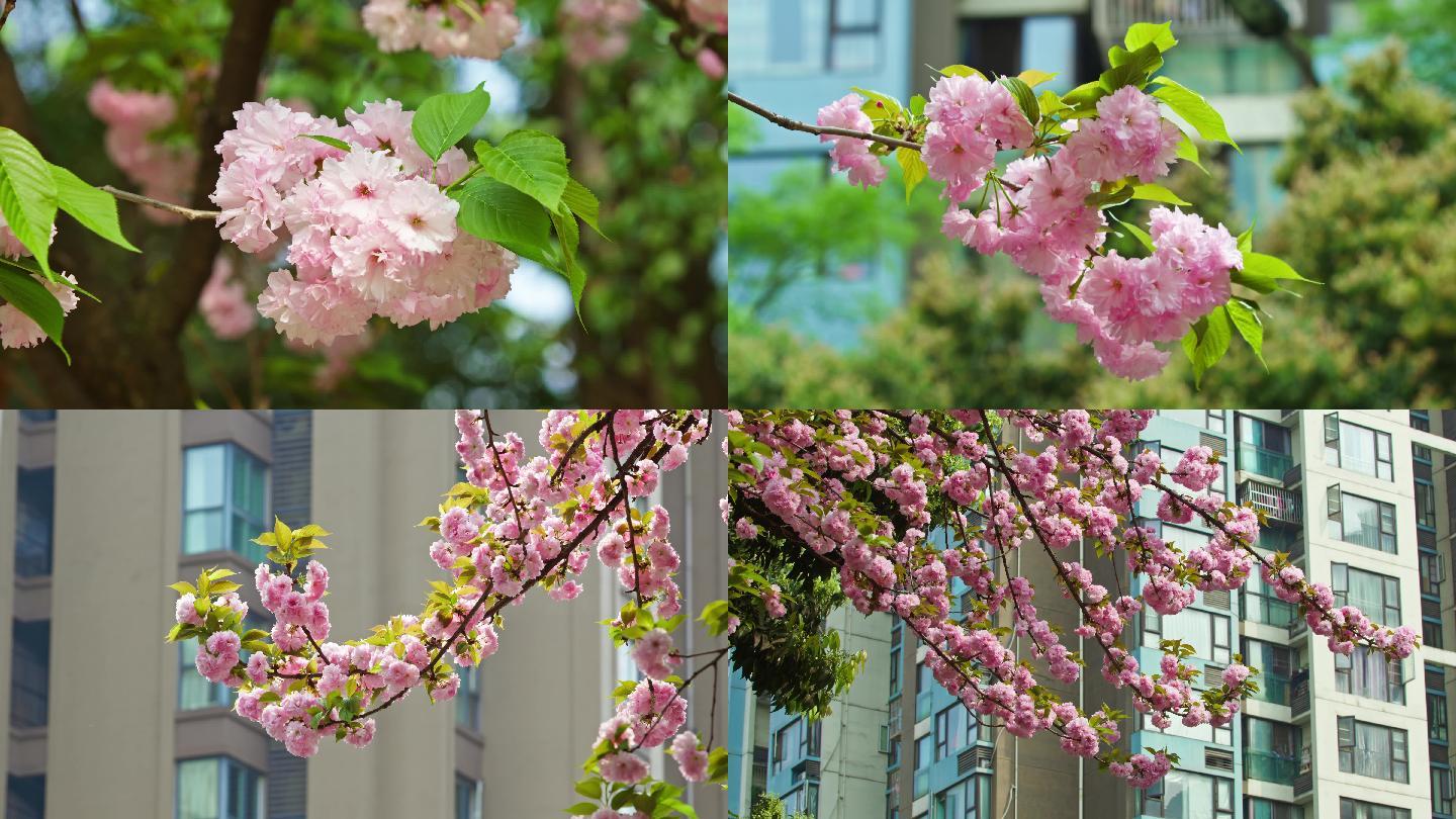 粉色樱花花 · 免费素材图片