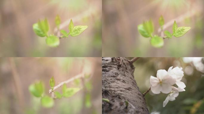 朽木逢春萌发新芽（微距变焦）