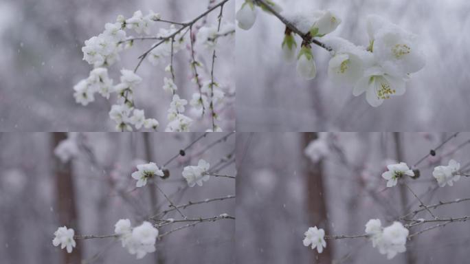 大雪中桃林，三月春雪，大雪空镜美景