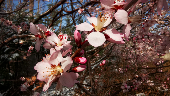 早春风雪中盛开的桃花