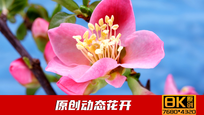 花开延时春天动态花开