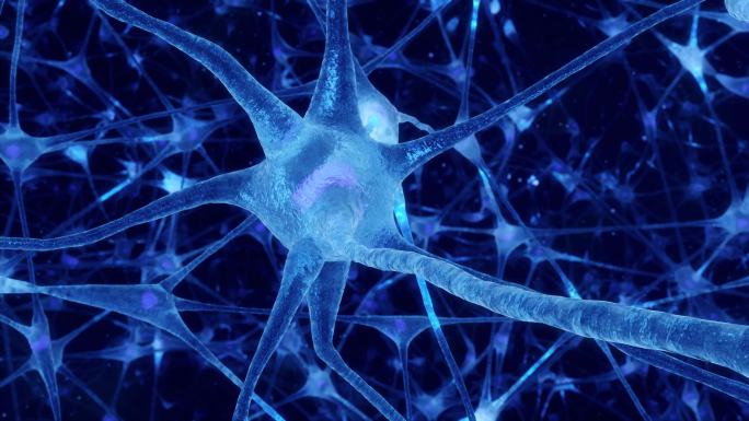 神经元和突触活动动画。人脑中的电脉冲。