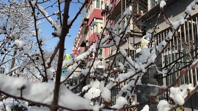 雪后街景