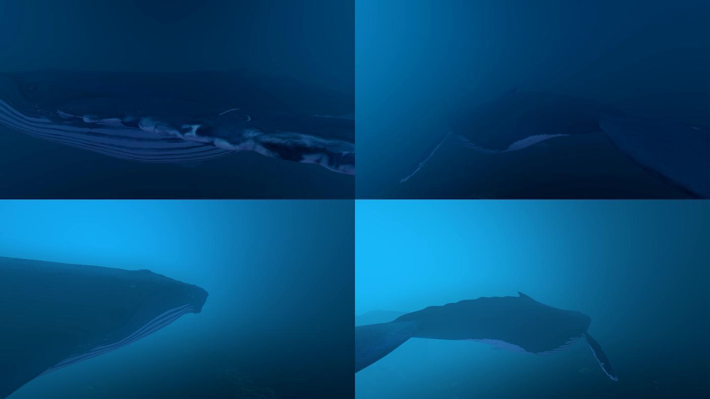 鲸鱼 深海巨鲸 鲲