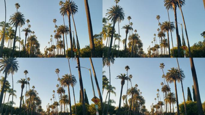 南加州贝弗利山棕榈树和房屋景观