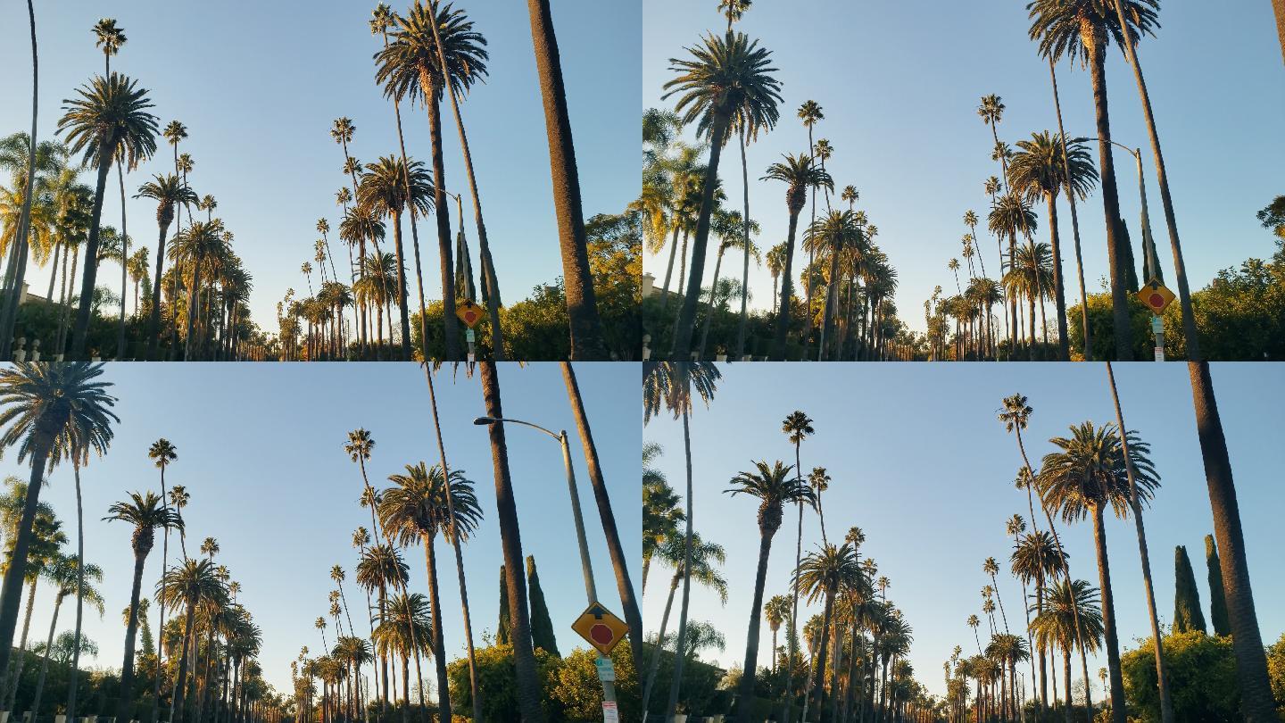 南加州贝弗利山棕榈树和房屋景观