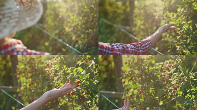 妇女在树莓种植园工作