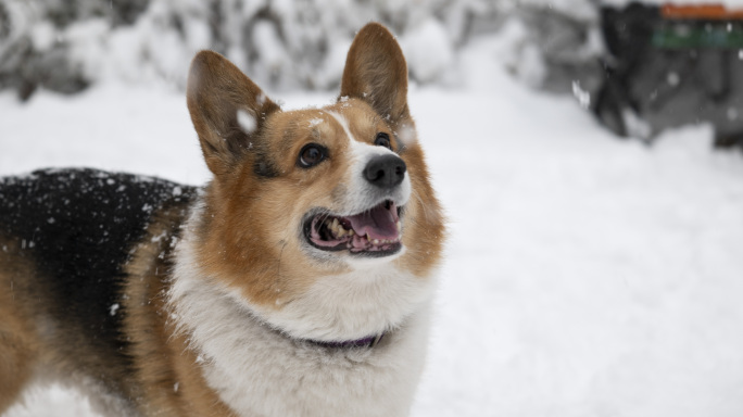 [4k超清】柯基犬在雪中散步