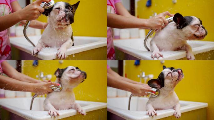 法国斗牛犬在美容沙龙洗澡