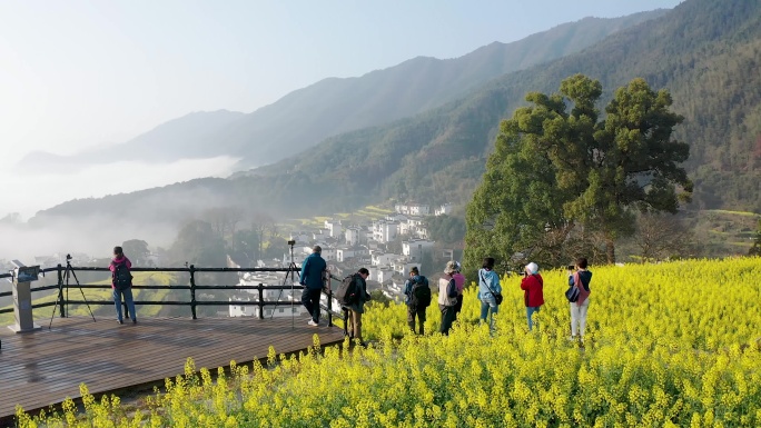 4K视频春季江西婺源春季油菜花风景