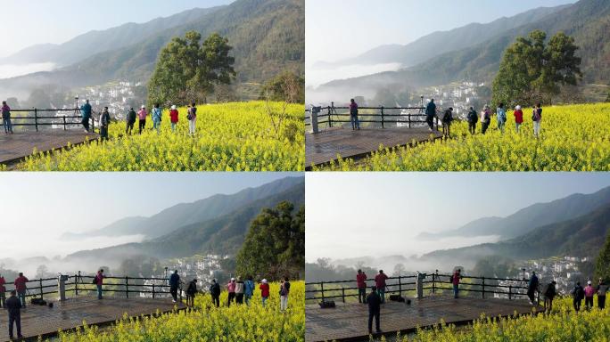 4K视频春季江西婺源春季油菜花风景