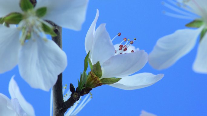 桃花开花微距实拍4K延时素材-2