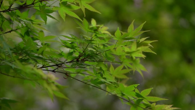 风吹树叶