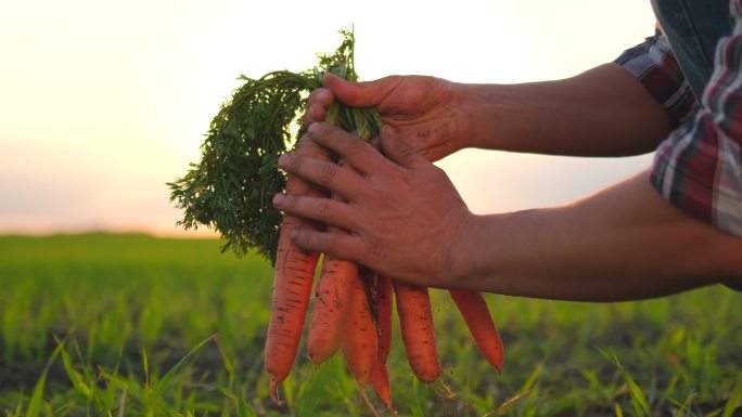 采摘新鲜胡萝卜乡村振兴农田种植收获丰收
