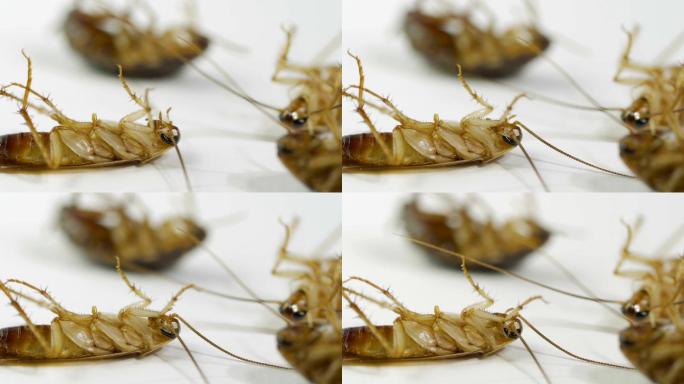 蟑螂消灭蟑螂特写通用素材四害