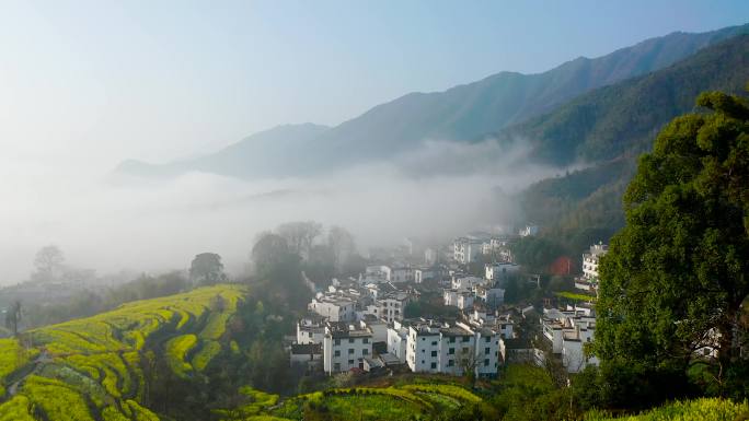 4K航拍江岭徽派建筑民居油菜花早晨风景