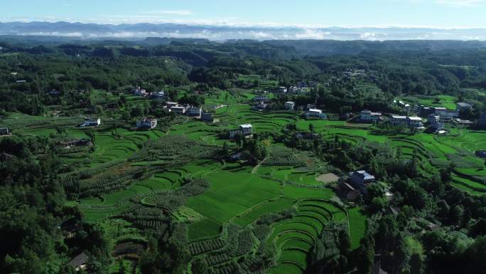 美丽乡村、稻田