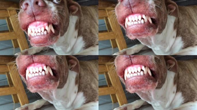 狗漏出可怕的牙齿