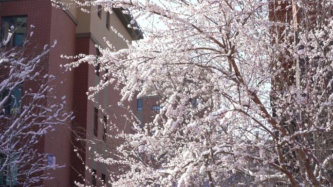 雪 春天 桃花 树枝积雪 下雪 大雪
