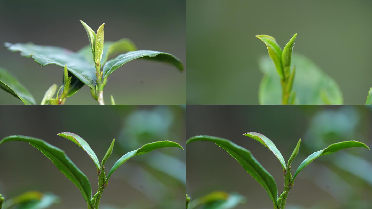 铁观音野茶叶